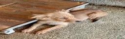 Meticcio cani in regalo: Vasco  - Annuncio 3