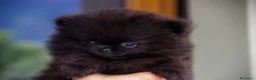 Volpino Pomerania cani in vendita: Cuccioli Spitz Tedesco Nano  - Annuncio 5