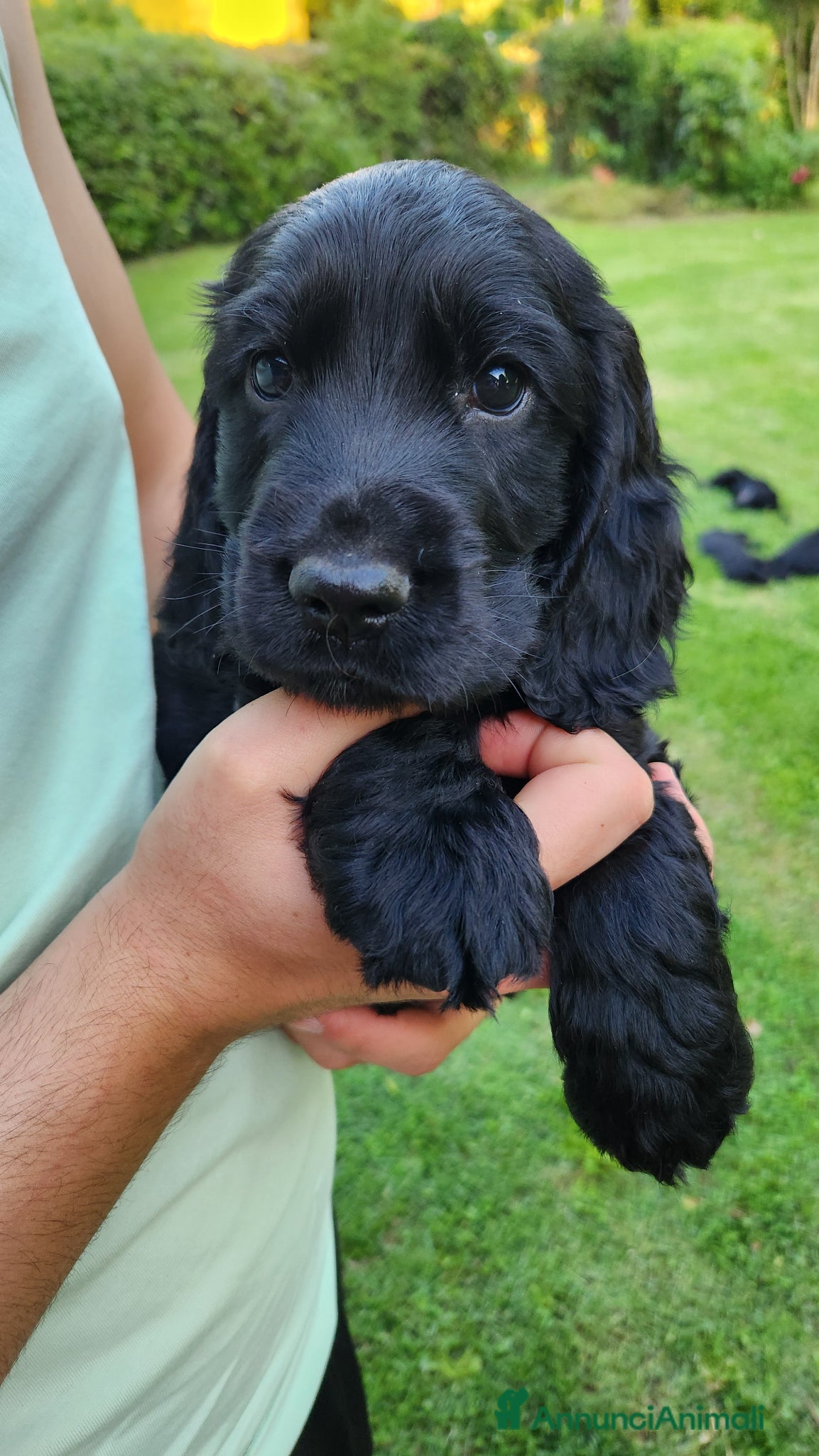 Cocker cani Cuccioli di Cocker - Annuncio 1