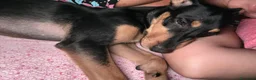 Meticcio cani in regalo: Pino, cucciolo abbandonato in un recinto a Città Metropolitana di Napoli - Annuncio 6