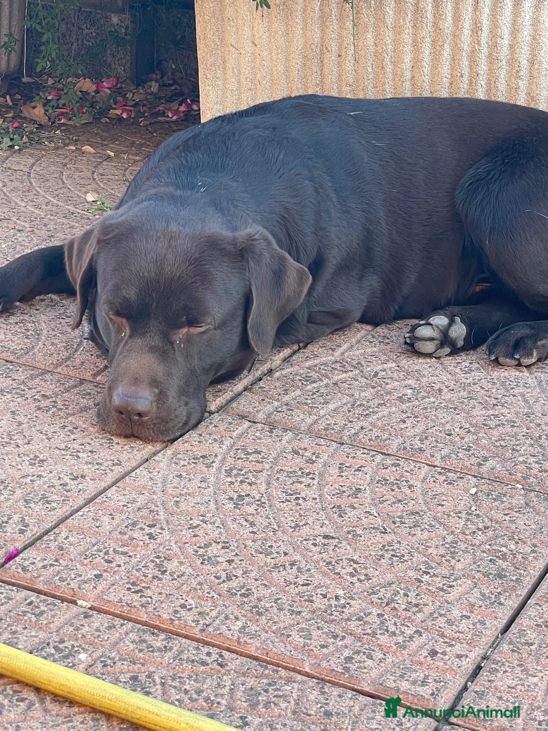 Labrador cani in vendita: Magnifici Labrador cioccolato  a Città Metropolitana di Torino - Annuncio 1