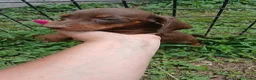 Bassotto cani in vendita: Bassotto  - Annuncio 8