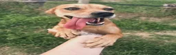 Meticcio cani in regalo: Valentina,piccolina in cerca di una casa tutta sua - Annuncio 3