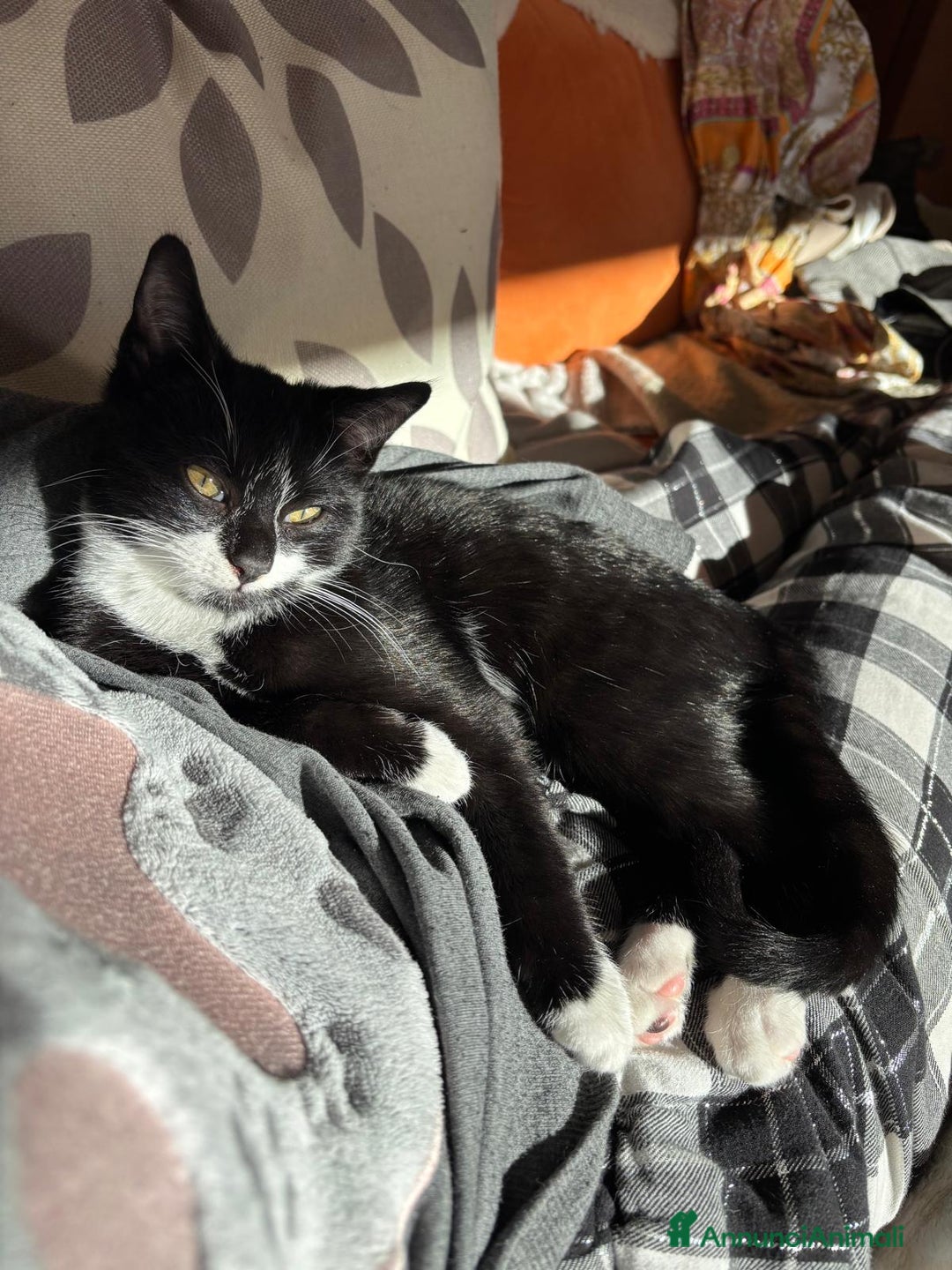 Meticcio gatti in regalo: Regalo gattino maschio  - Annuncio 2