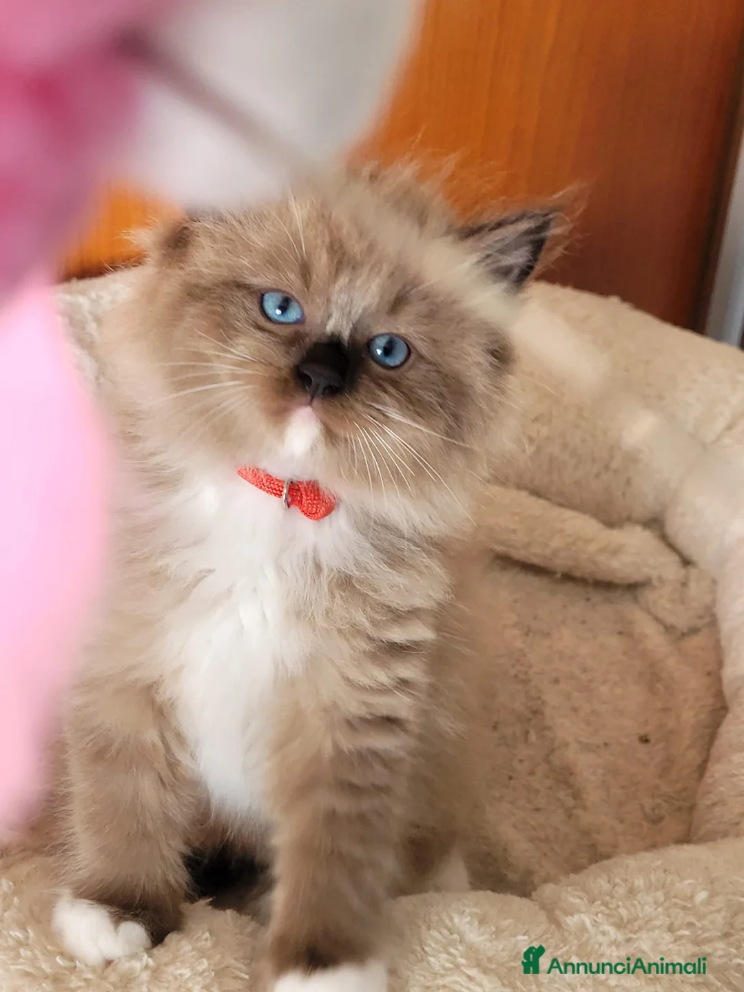 Ragdoll gatti in vendita: Femmina ragdoll mink  - Annuncio 1