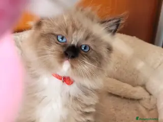 Ragdoll gatti Femmina ragdoll mink - Annuncio 14