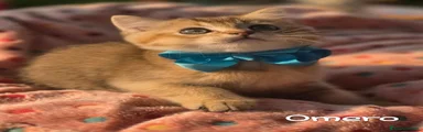 OMERO