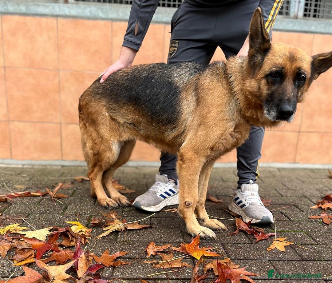 Pastore Tedesco cani in regalo: GIANNA PASTORE TEDESCO - Annuncio 8