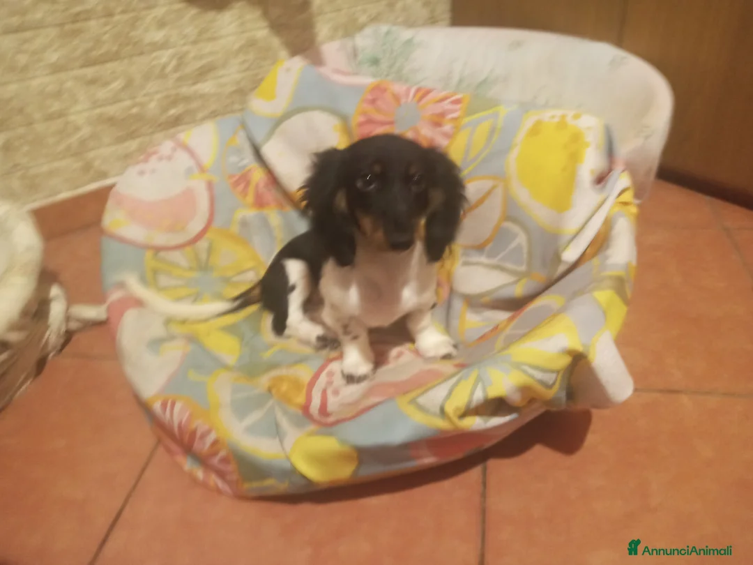 Bassotto cani per accoppiamento: Bassotto piebadl p lungo - Annuncio 6