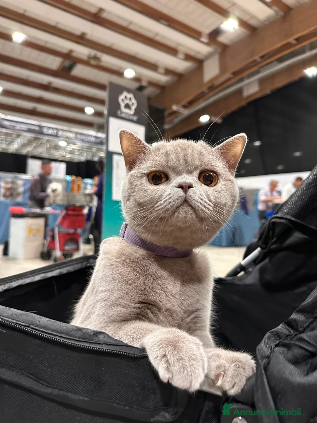 British gatti in vendita: Cucciolata color Lilac - Annuncio 7