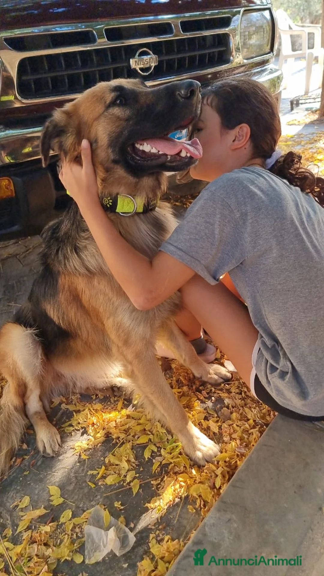 Meticcio cani in regalo: Panko, un coccolone tutto da adottare - Annuncio 6