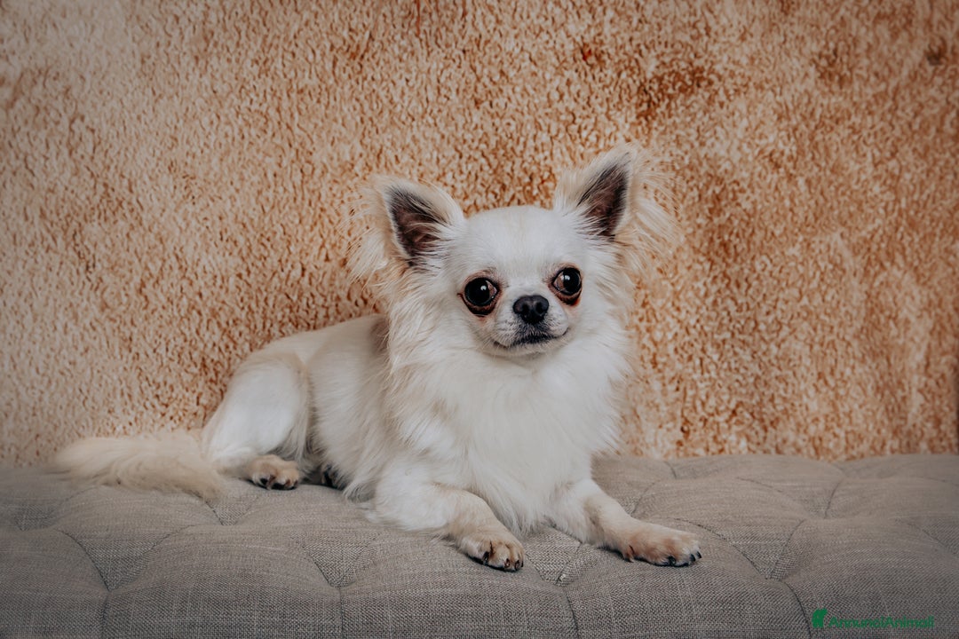 Chihuahua cani in vendita: Meravigliosi cuccioli di chihuahua bianchi - Annuncio 10