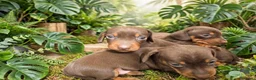 Bassotto cani in vendita: Bassotto tedesco con pedigree Enci  - Annuncio 2