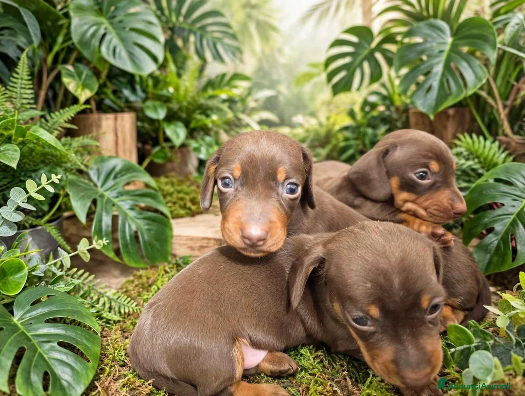 Bassotto cani in vendita: Bassotto tedesco con pedigree Enci  - Annuncio 2