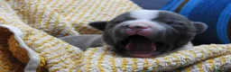 Staffordshire cani in vendita: Staffordshire bull terrier staffy a Provincia di Frosinone - Annuncio 7