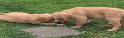 Golden Retriever cani in vendita: Golden retriever 90%linea americana pedigree ENCI  - Annuncio 5