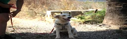 Meticcio cani in regalo: 🍃Iris la piccola esploratrice dal cuore libero - Annuncio 3