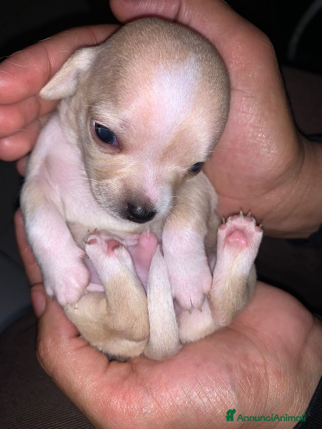 Meticcio cani in vendita: Vedo chihuahua. Invocato  - Annuncio 1