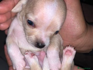 Meticcio cani Vedo chihuahua. Invocato - Annuncio 16