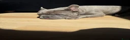 Bulldog Francese cani per accoppiamento: Paco cerca  femmina per accoppiamento  - Annuncio 3
