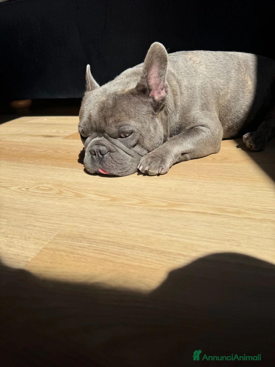 Bulldog Francese cani per accoppiamento: Paco cerca  femmina per accoppiamento  - Annuncio 3