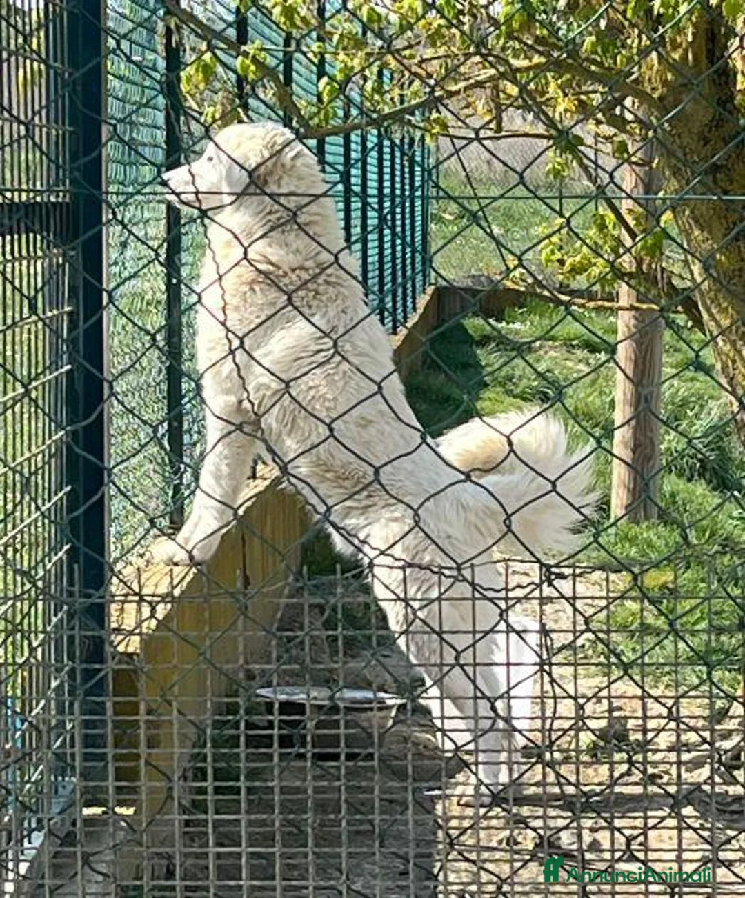 Pastore Abbruzzese Maremmano cani in regalo: JERRY dolce e simpatico! a Provincia di Padova - Annuncio 8