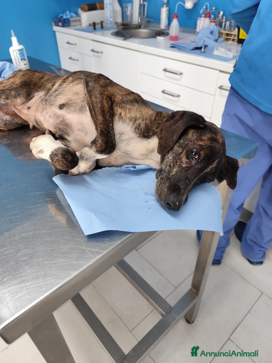 Meticcio cani in regalo: Cannella... adozione del SUPER CUORE ❤️ - Annuncio 10