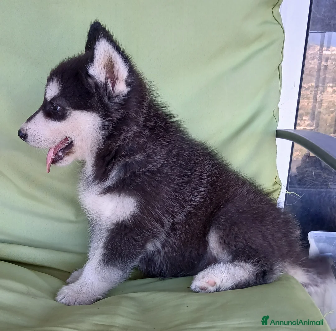 Husky cani in vendita: splendida cucciola di Siberian Husky - Annuncio 2