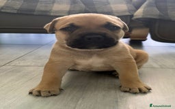 American Staffordshire cani in vendita: Cuccioli amstaff pitbull a Provincia del Verbano-Cusio-Ossola - Immagine 10