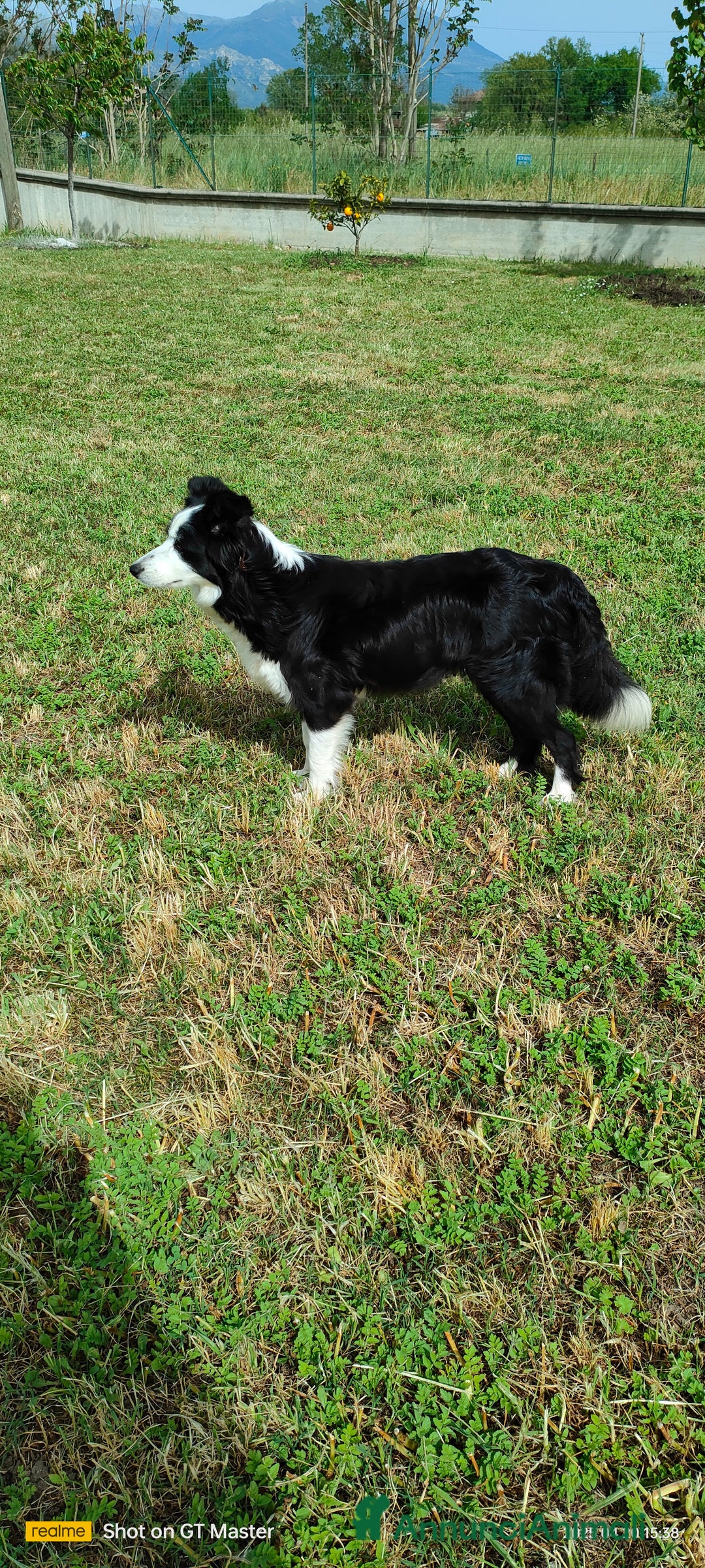 Border Collie cani in vendita: Border collie  a Provincia di Frosinone - Annuncio 4