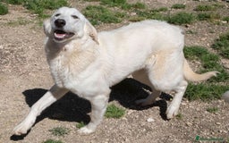 Meticcio cani in regalo: ADOTTA LA DOLCISSIMA ZULEIA a Città Metropolitana di Genova - Immagine 2