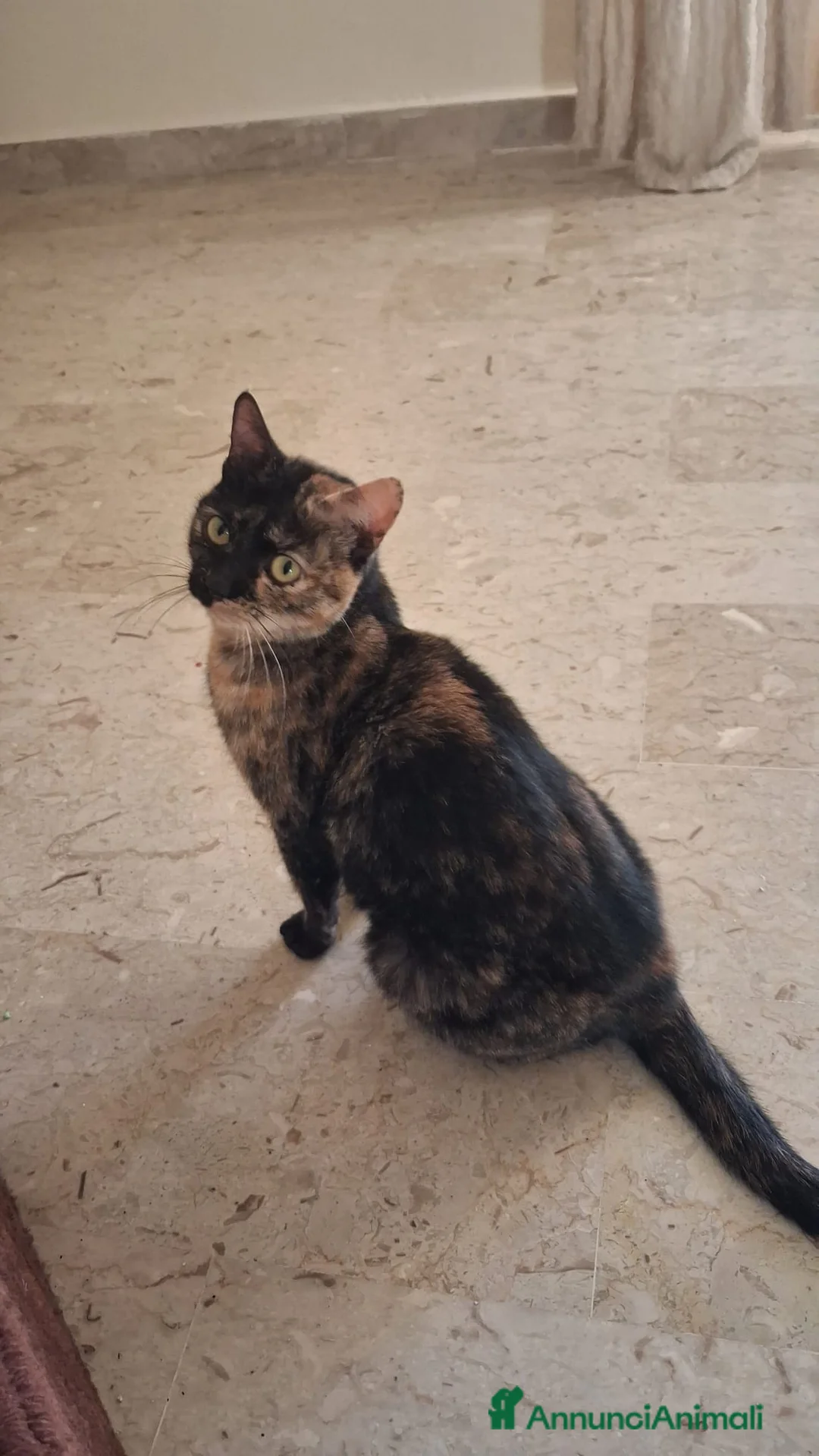 Meticcio gatti in regalo: GATTI AMOREVOLI - Annuncio 6