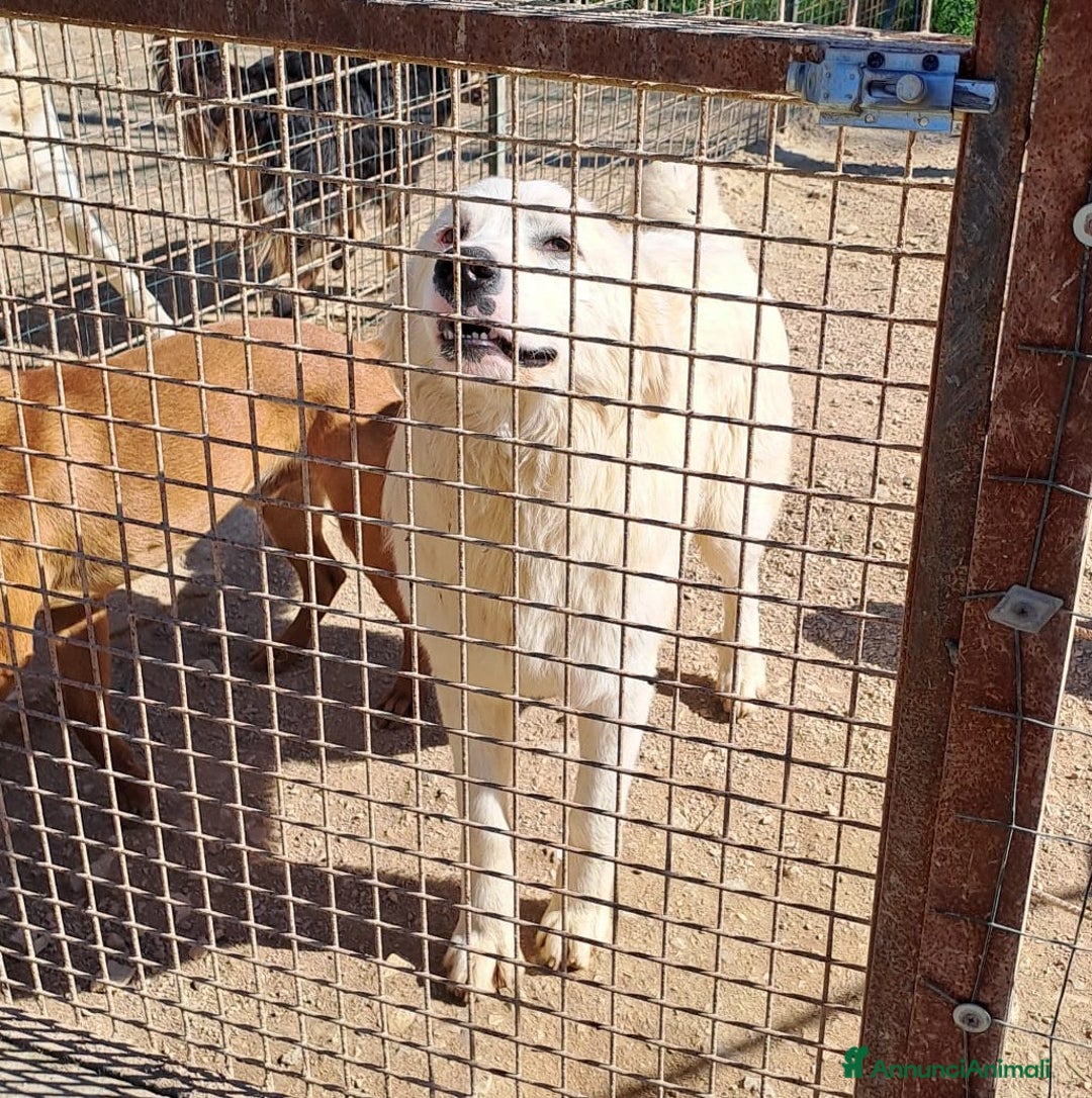 Meticcio cani in regalo: DOLCE ORSETTO DA ADOTTARE a Provincia di Verona - Annuncio 5