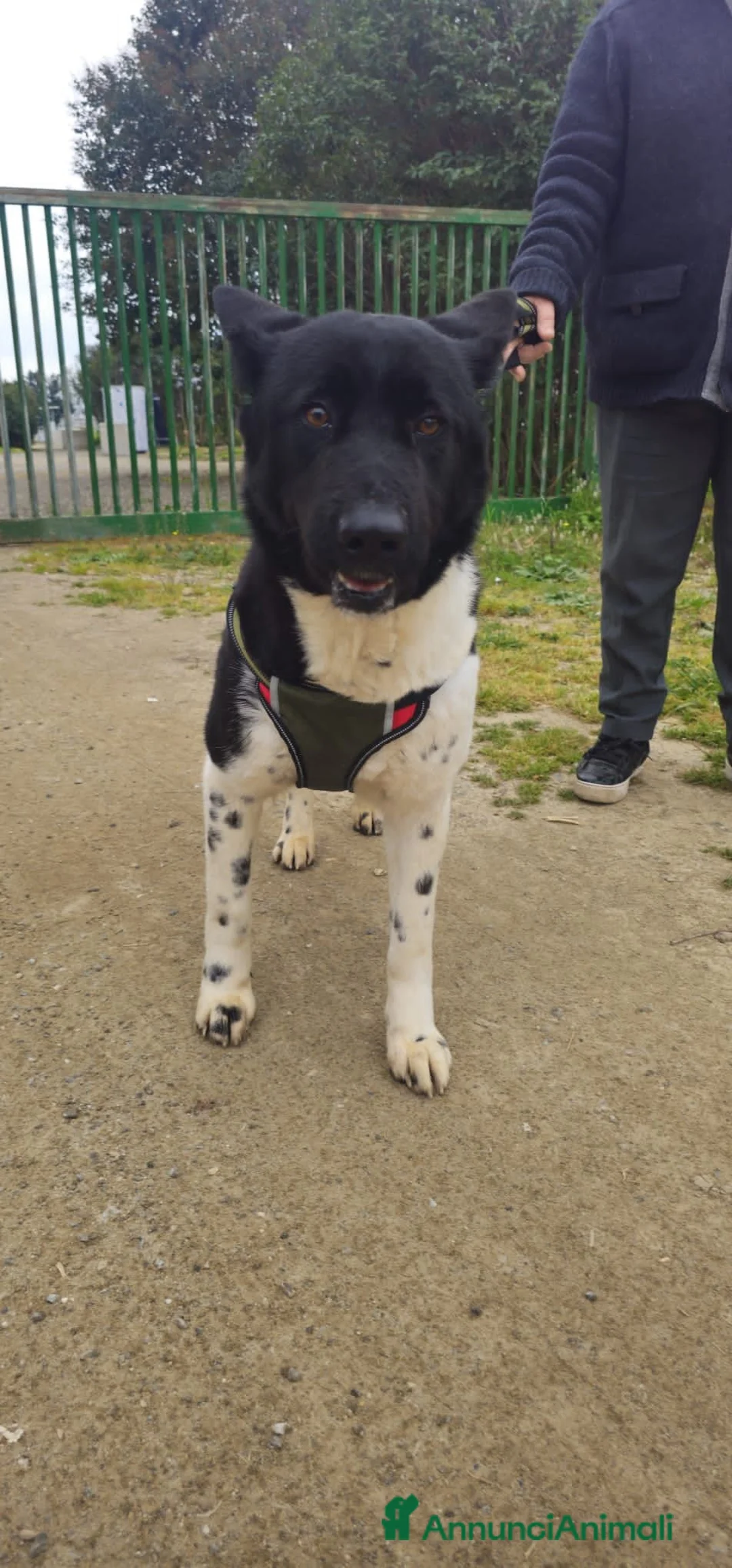 Meticcio cani in regalo: LUPETT - Annuncio 5