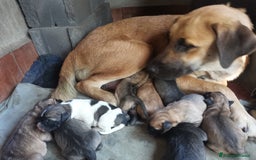 Pastore Tedesco cani in regalo: Regali cuccioli Ragalna (Ct)  - Immagine 10