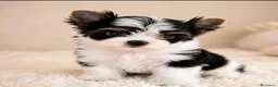 Yorkshire cani in vendita: Adorabili Yorkshire Terrier maschi - Annuncio 10