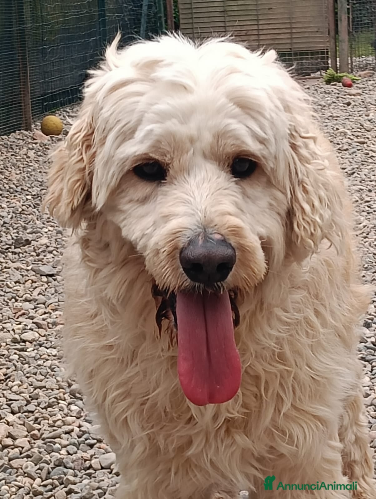 Lagotto cani Fluffy simil lagotto tutto arruffato da adottare - Annuncio 1