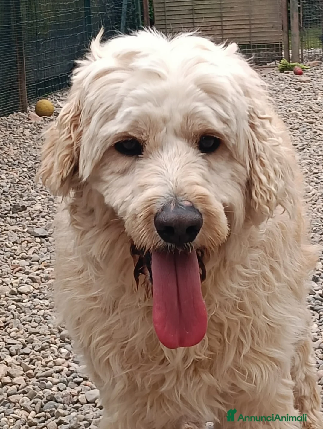 Lagotto cani in regalo: Fluffy simil lagotto tutto arruffato da adottare - Annuncio 1