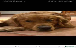 Golden Retriever cani in vendita: Cuccioli golden retriever linea inglese  a Città Metropolitana di Torino - Immagine 7
