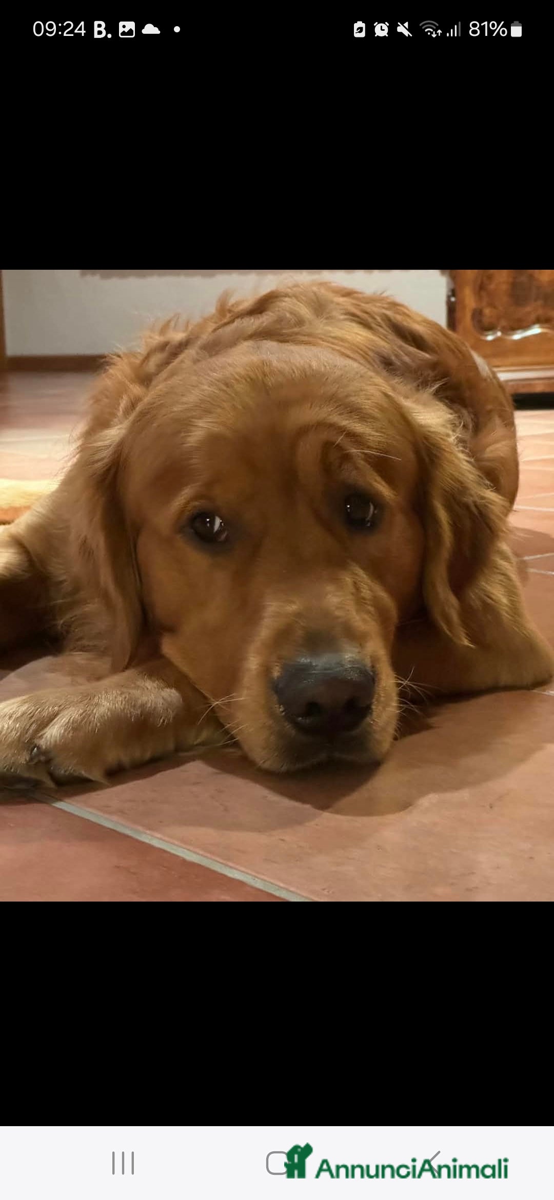 Golden Retriever cani in vendita: Cuccioli golden retriever linea inglese  a Città Metropolitana di Torino - Immagine 7