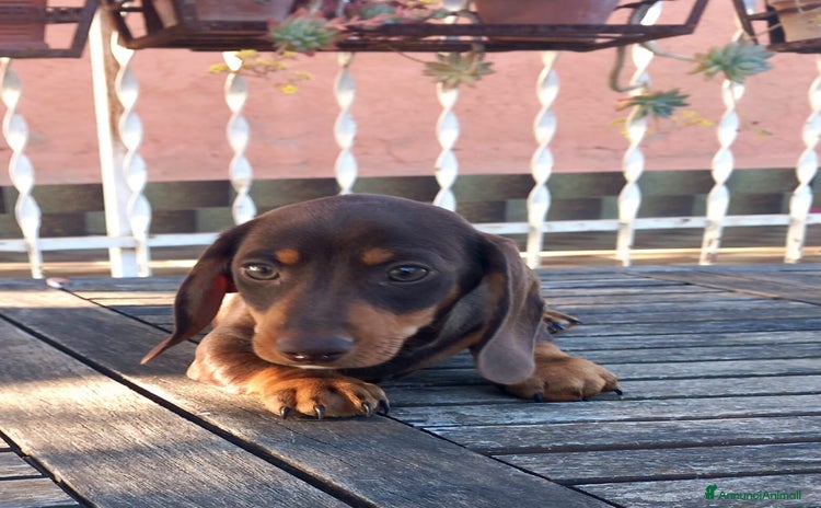 Bassotto cani a Città Metropolitana di Bologna - Annuncio 6