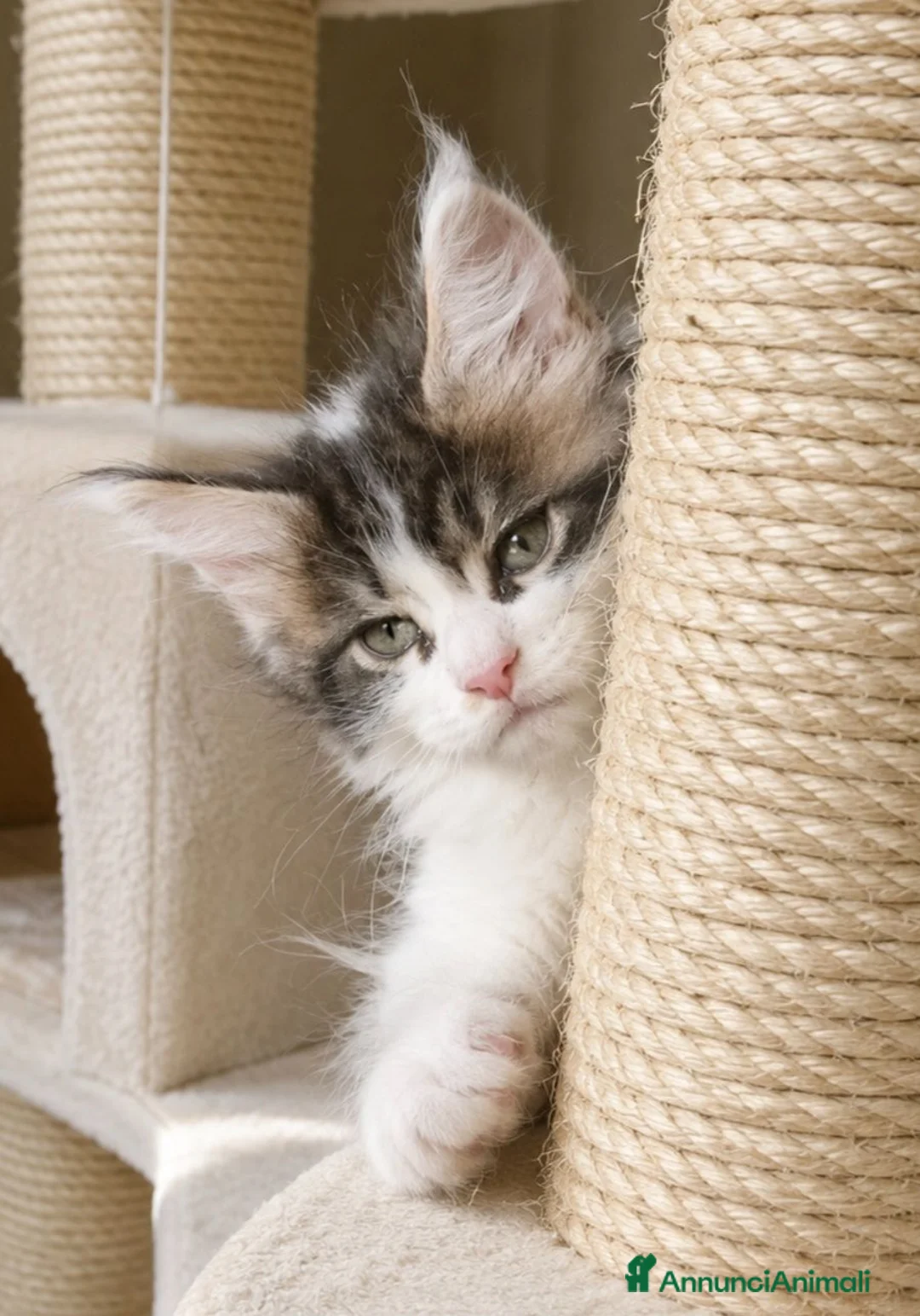 Maine Coon gatti in vendita: Splendidi cuccioli arlecchini - Annuncio 5