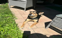 Meticcio cani in regalo: ACHILLE, 6 ANNI, TG PICCOLA, 9.5 KG. a Provincia di Bergamo - Immagine 3