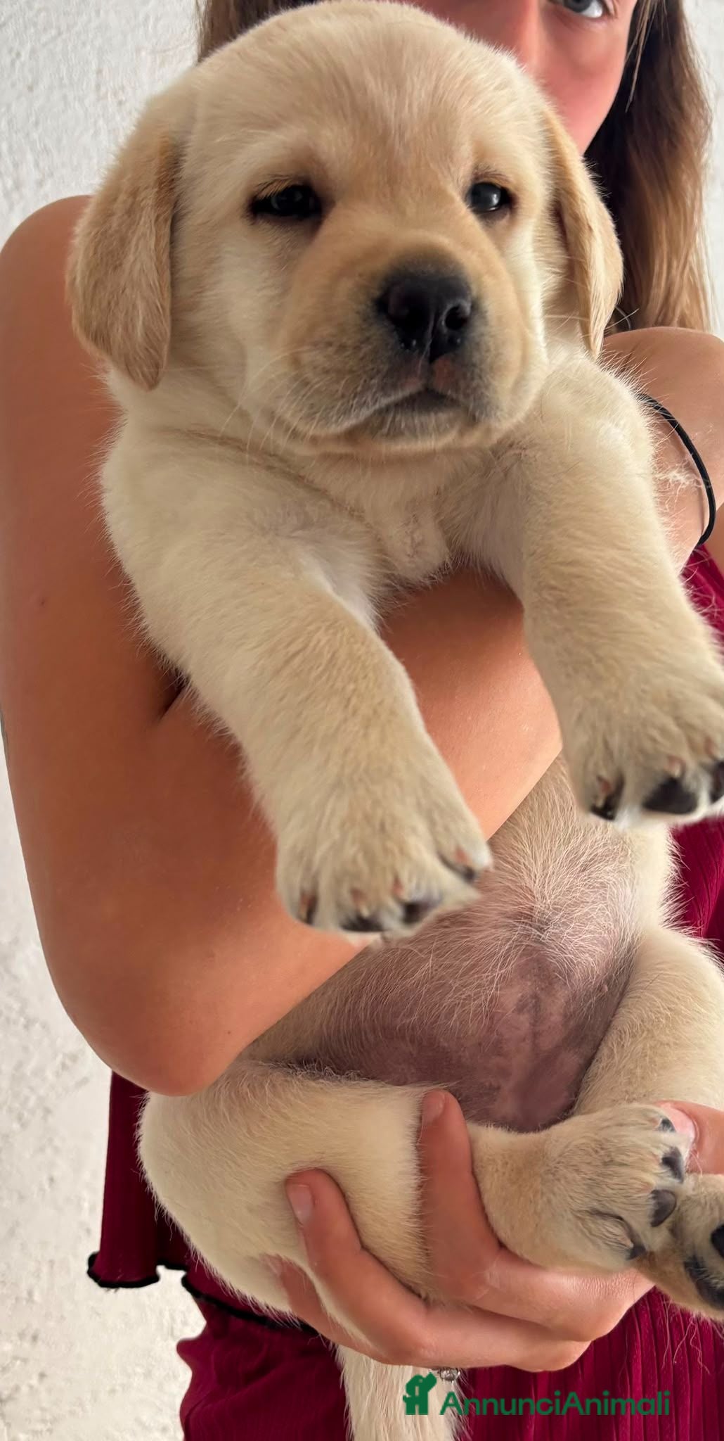 Labrador cani Cuccioli labrador con pedegree - Annuncio 28