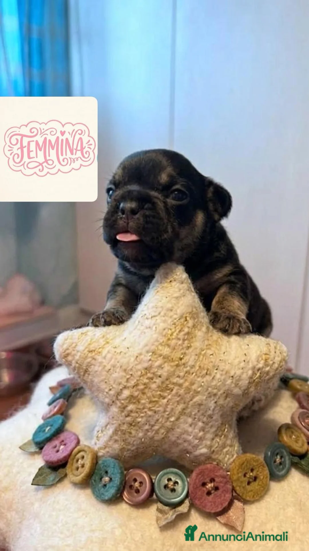 Bulldog Francese cani in vendita: BULLDOGG FRANCESE CUCCIOLI MERAVIGLIOSI - Annuncio 7