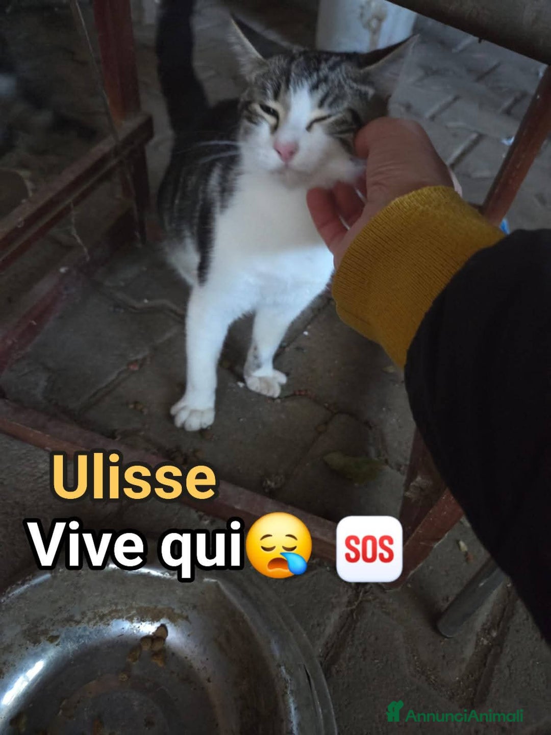 Europeo gatti in regalo: 🙏♥️Una legnaia non dà calore, l'amore si♥️🙏 - Annuncio 2