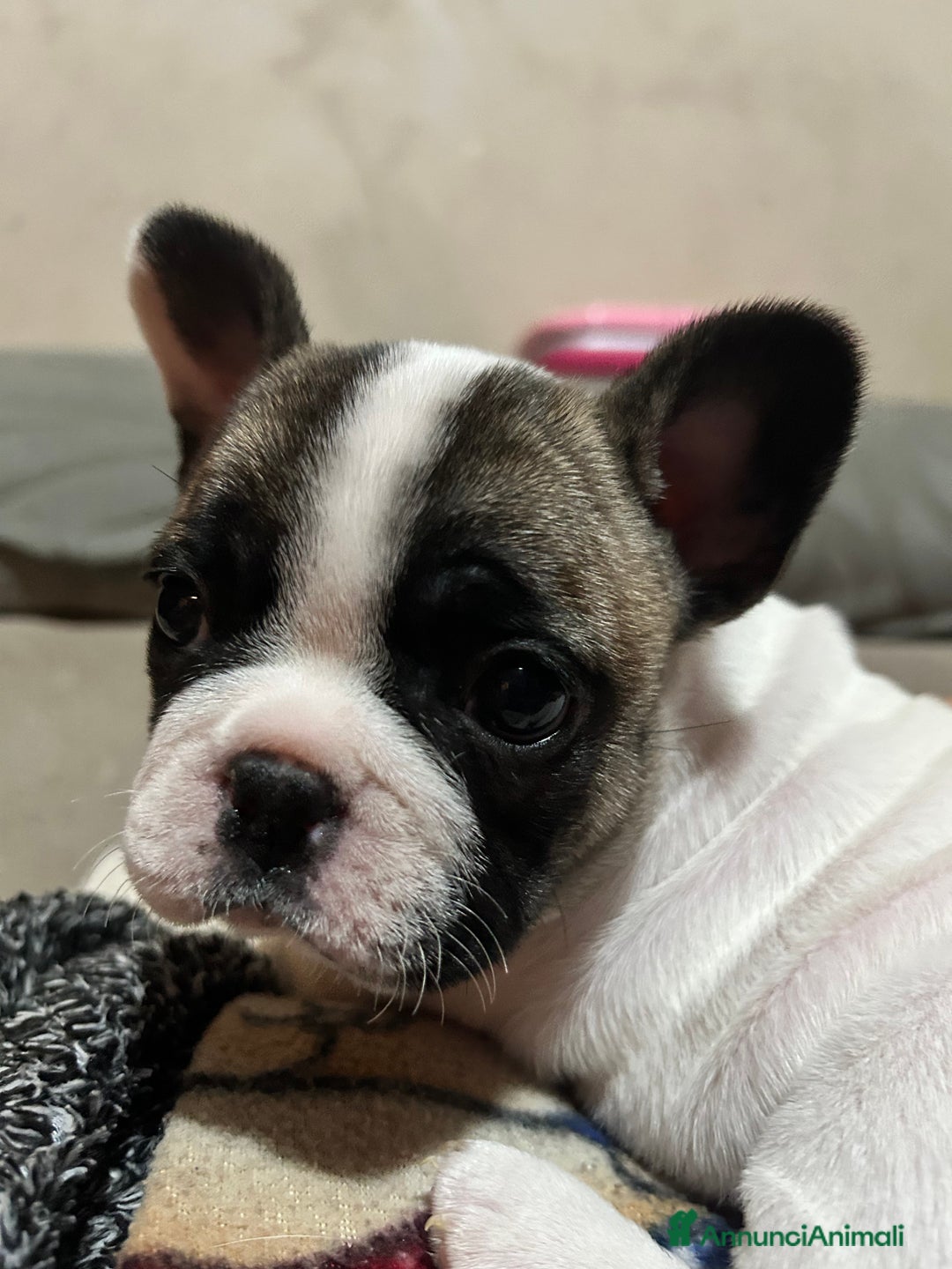 Bulldog Francese cani in vendita: Bulldog francese  - Annuncio 10