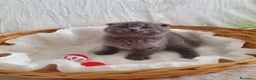 Scottish gatti in vendita: Scottish fold  - Annuncio 2