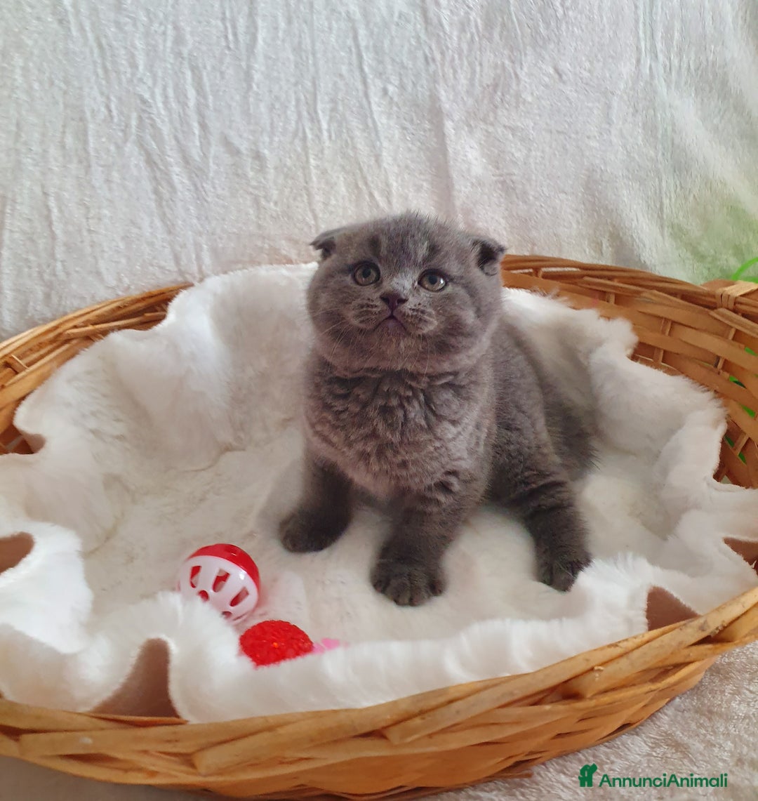 Scottish gatti in vendita: Scottish fold  - Annuncio 2