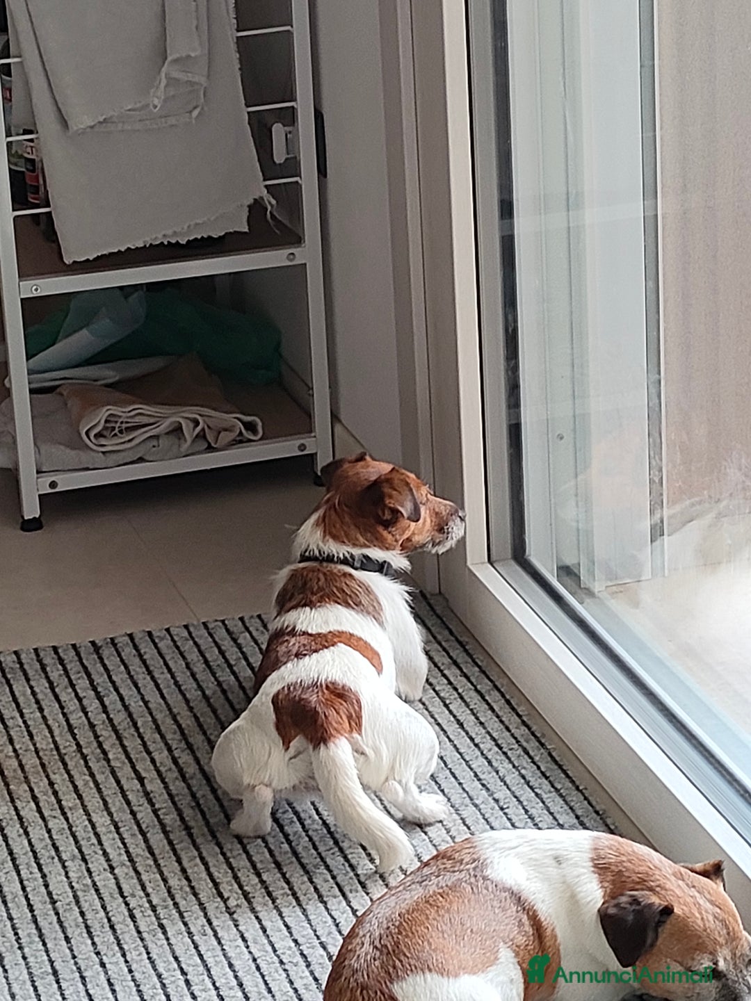 Jack Russell cani in regalo: Jack Russell Terrier Broken intera 3 anni e mezzo - Annuncio 4